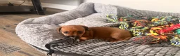 Jackshund dogs for sale: Gorgeous Jackshund boy in Mirfield - Advert 3