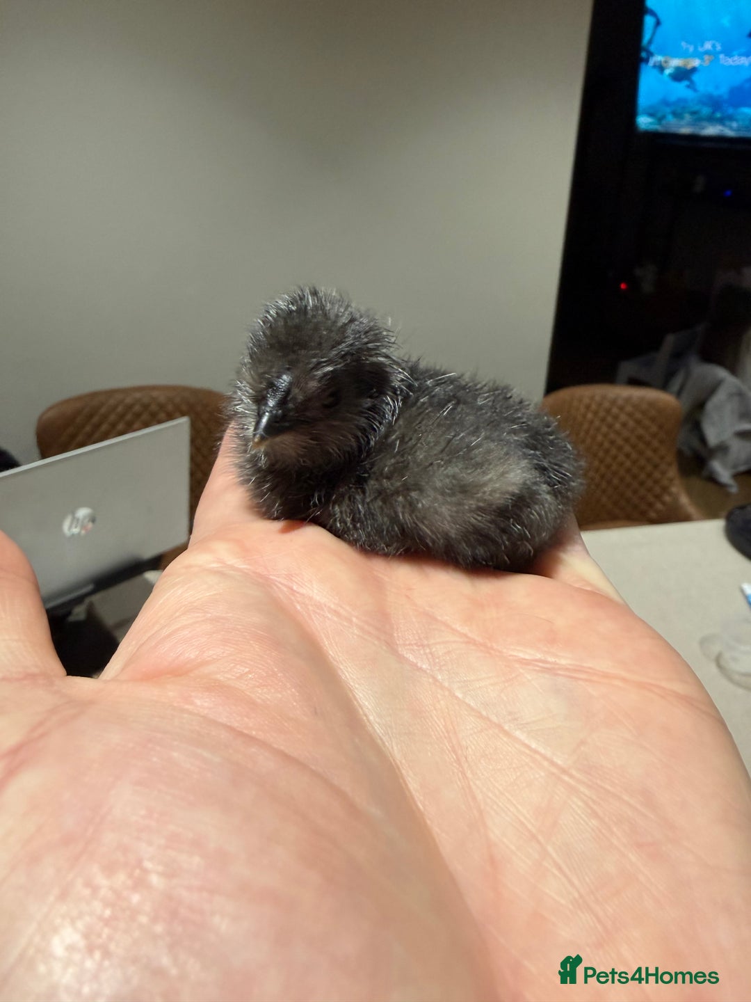 Chickens poultry for sale: Day old bearded silkie chicks for sale  - Advert 2