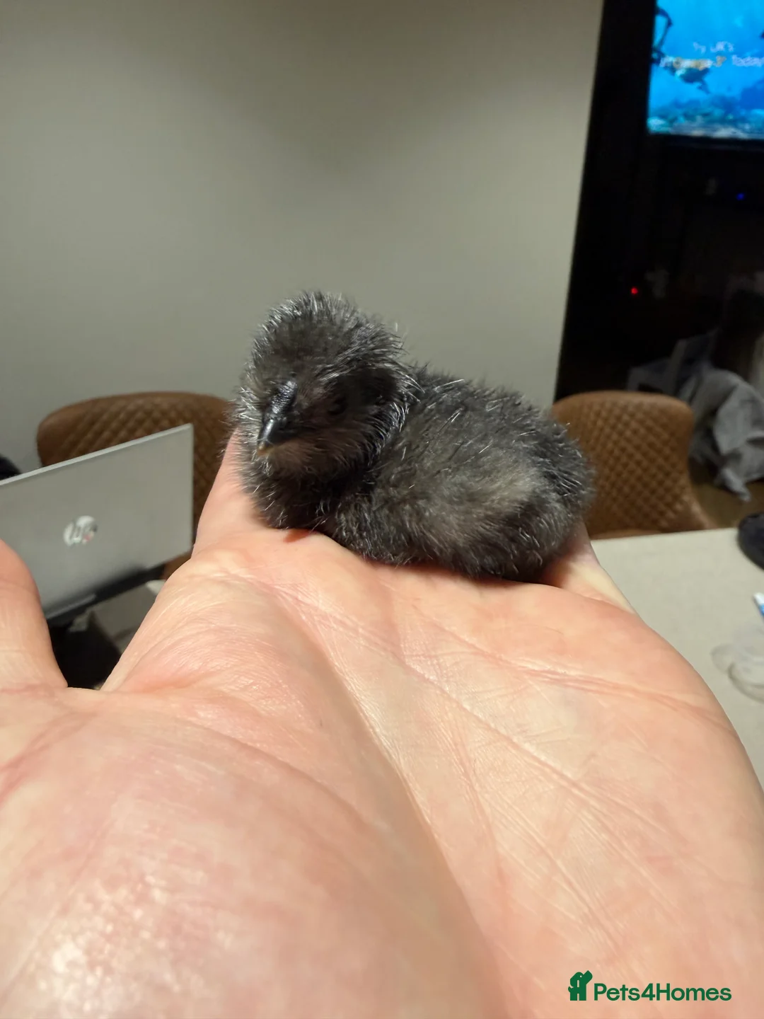 Chickens poultry for sale: Day old bearded silkie chicks for sale  - Advert 2