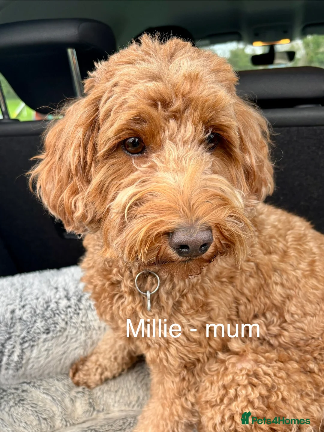 Mixed Breed dogs for sale: Beautiful Millie's Expecting DoubleDoodles - Advert 3