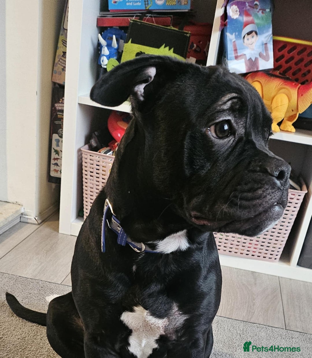 Mixed Breed dogs for sale: Wonderful dog for sale - Advert 5