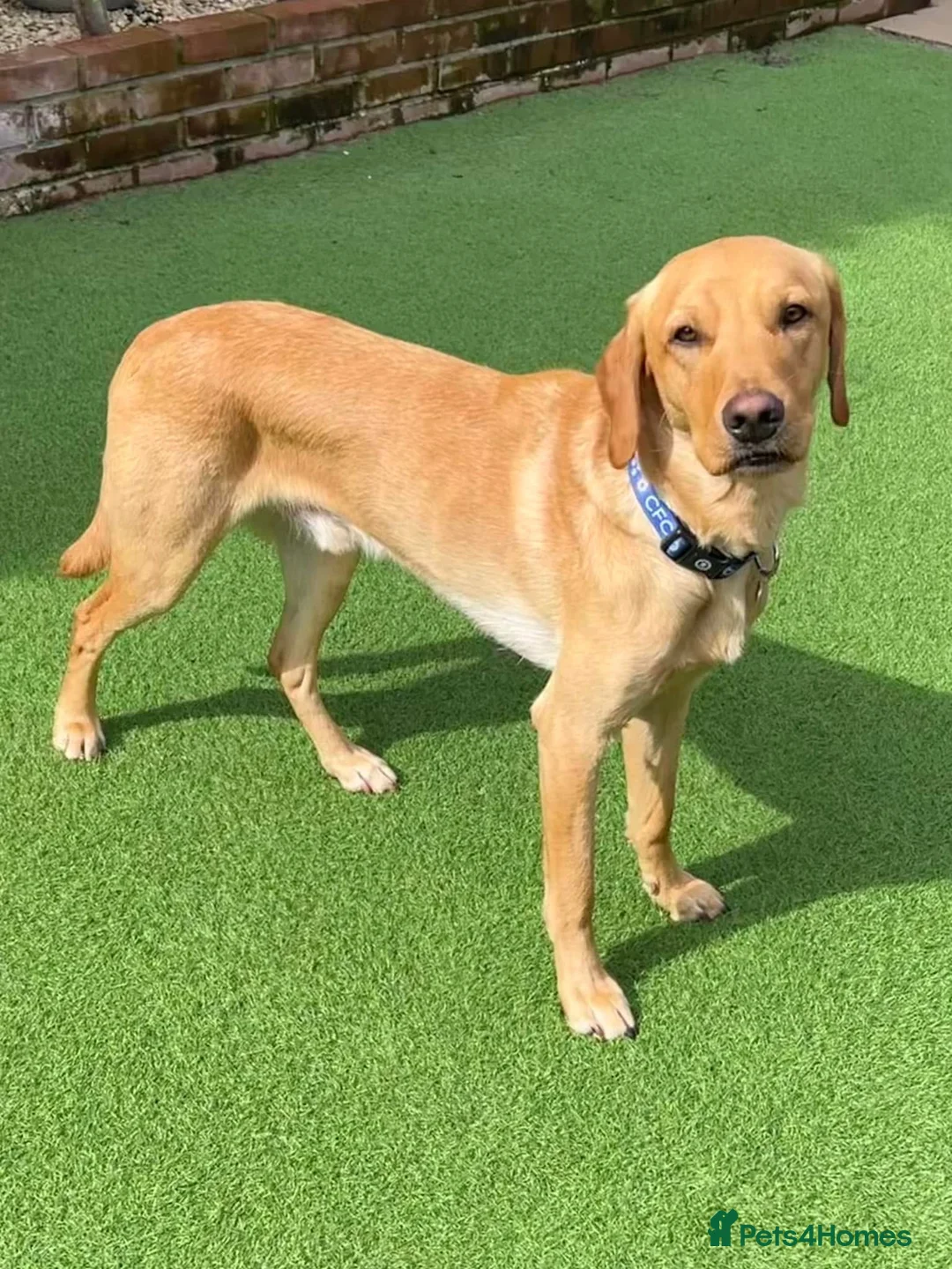 Labrador Retriever dogs for stud: PROVEN, KC REG,HEALTH TESTED LABRADOR FOR STUD - Advert 6