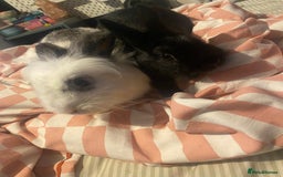 Mixed Breed rabbits for sale: 8 month old rabbits need rehoming ASAP - Image 2