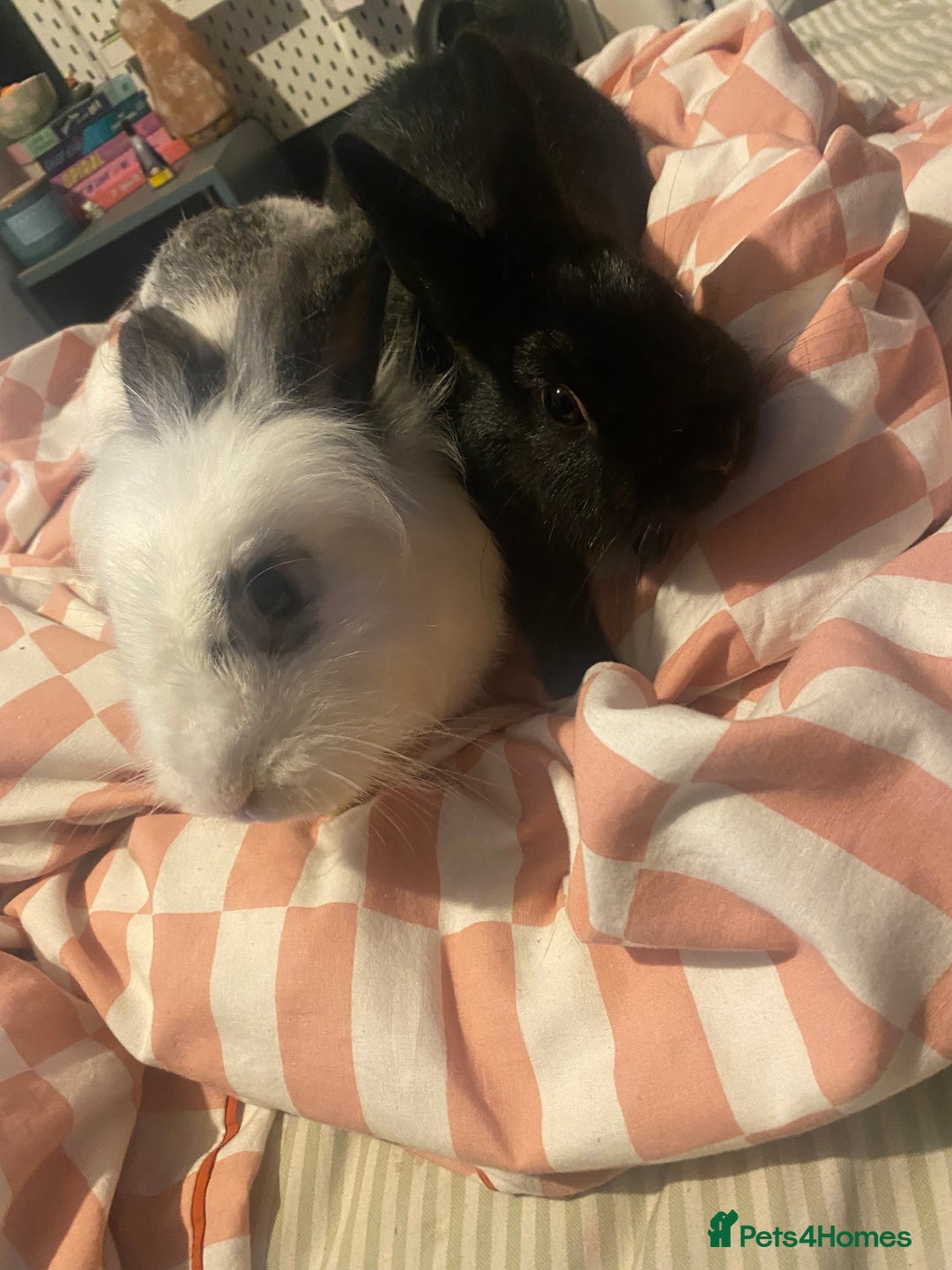 Mixed Breed rabbits for sale: 8 month old rabbits need rehoming ASAP - Image 2