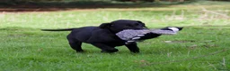 Labrador Retriever dogs for sale: KC reg black bitch . Health tested parents. - Advert 7