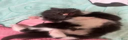 Mixed Breed cats for sale: 4 kittens for sale  in Warrington - Advert 15
