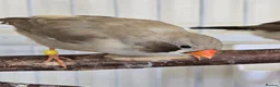 Finches birds for sale: Lovely breeding pair of zebra finches  in South Shields - Advert 3