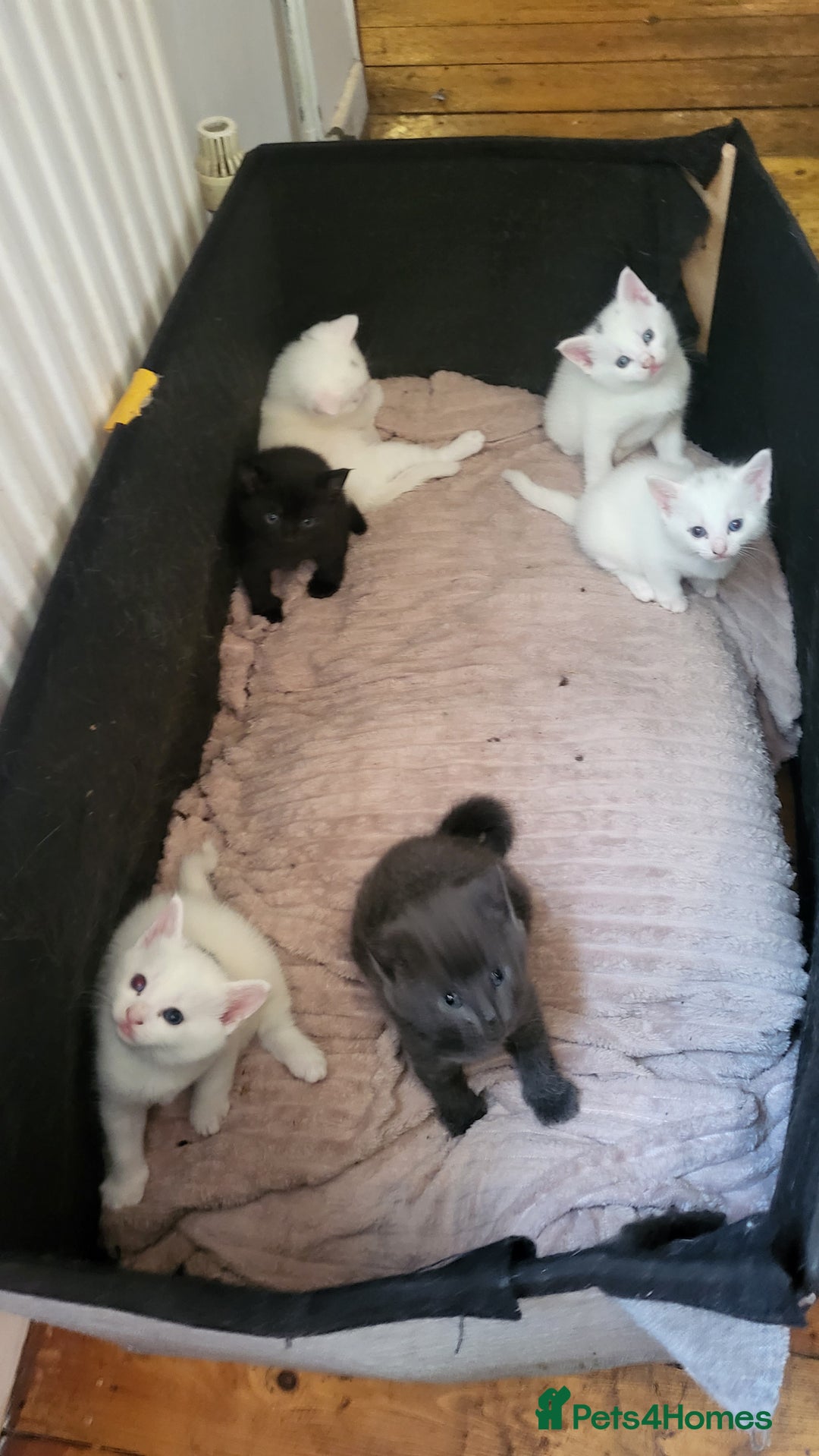 British Shorthair cats for sale: Lovely kittens so playfull  - Image 9
