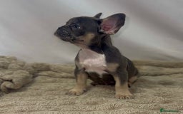 French Bulldog dogs for sale: 💕🐾 Stunning French bulldogs 🐾💕 - Advert 24