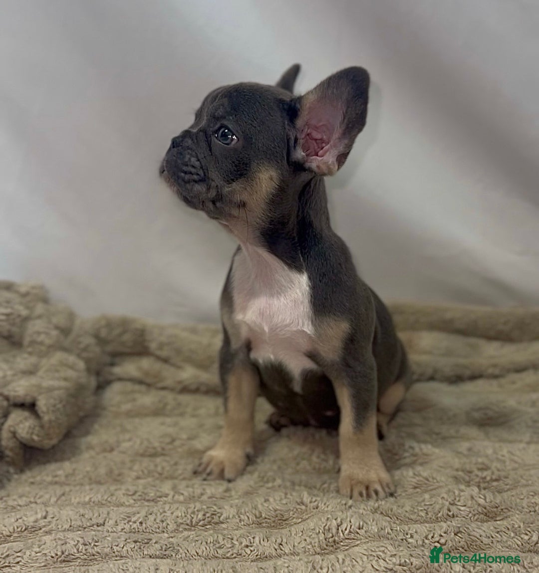 French Bulldog dogs for sale: 💕🐾 Stunning French bulldogs 🐾💕 - Advert 24