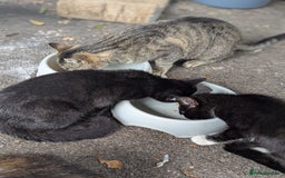 British Shorthair cats for sale: Black female kitten  - Image 2