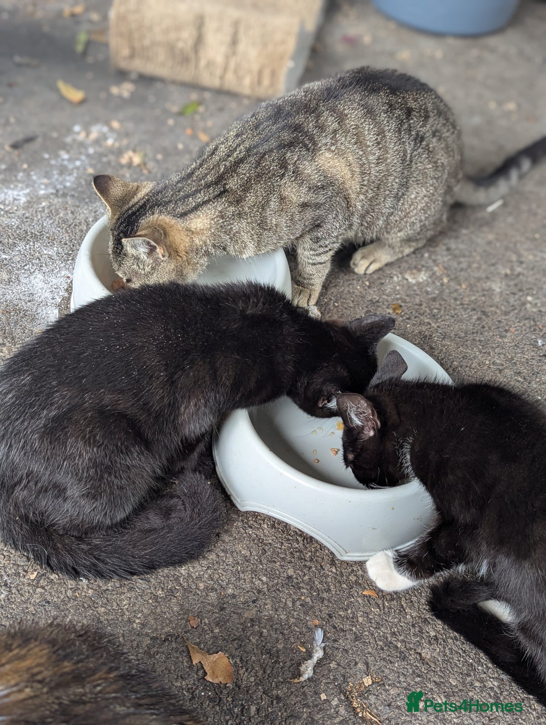 British Shorthair cats for sale: Black female kitten  - Image 2