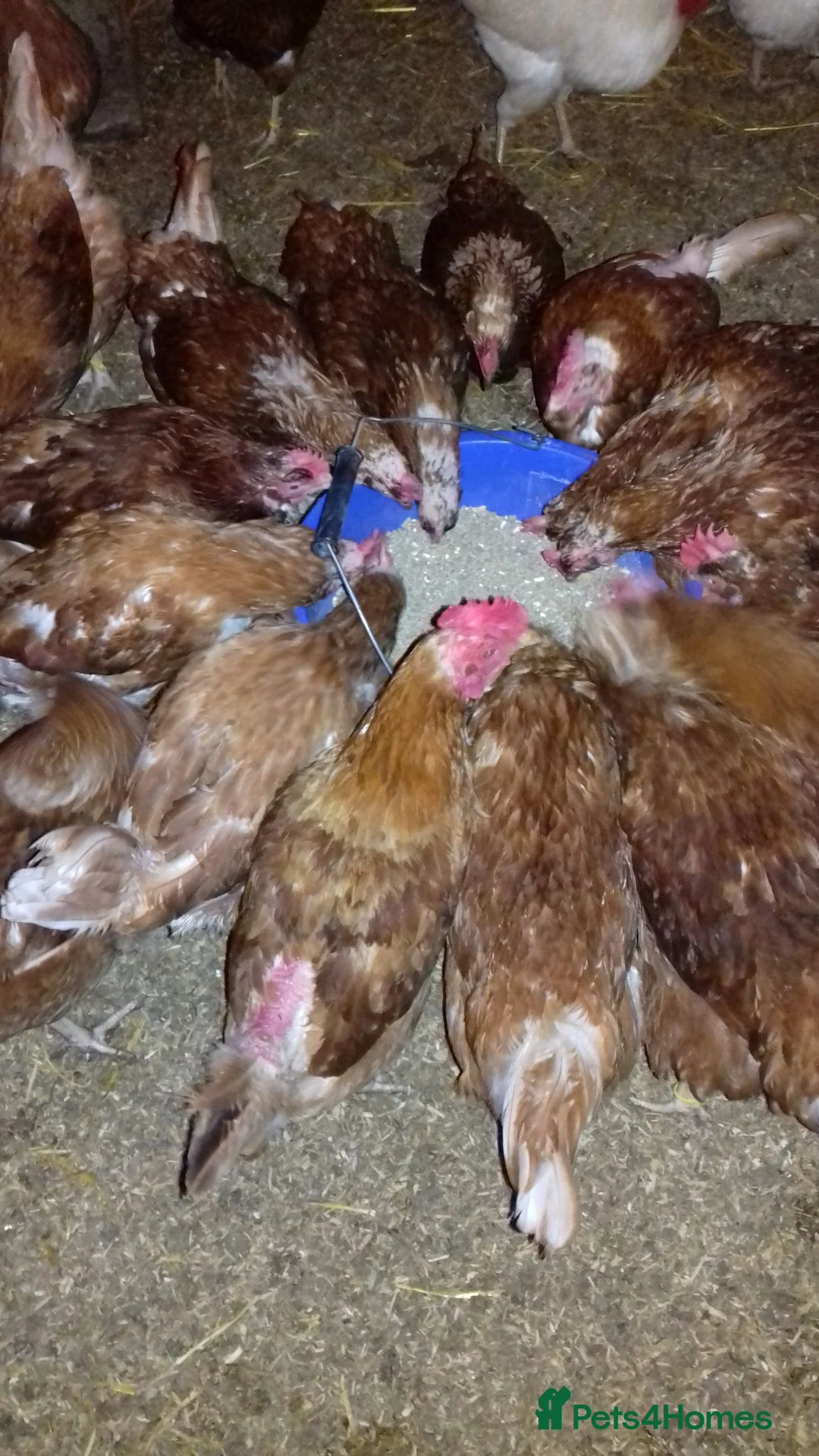 Chickens poultry for sale: Ex commercial laying hens brown and white stars - Advert 2