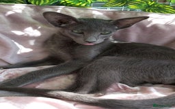 Oriental cats for sale: Full Pedigree Oriental 1 Kitten XL size ears GCCF in Biggleswade - Image 1
