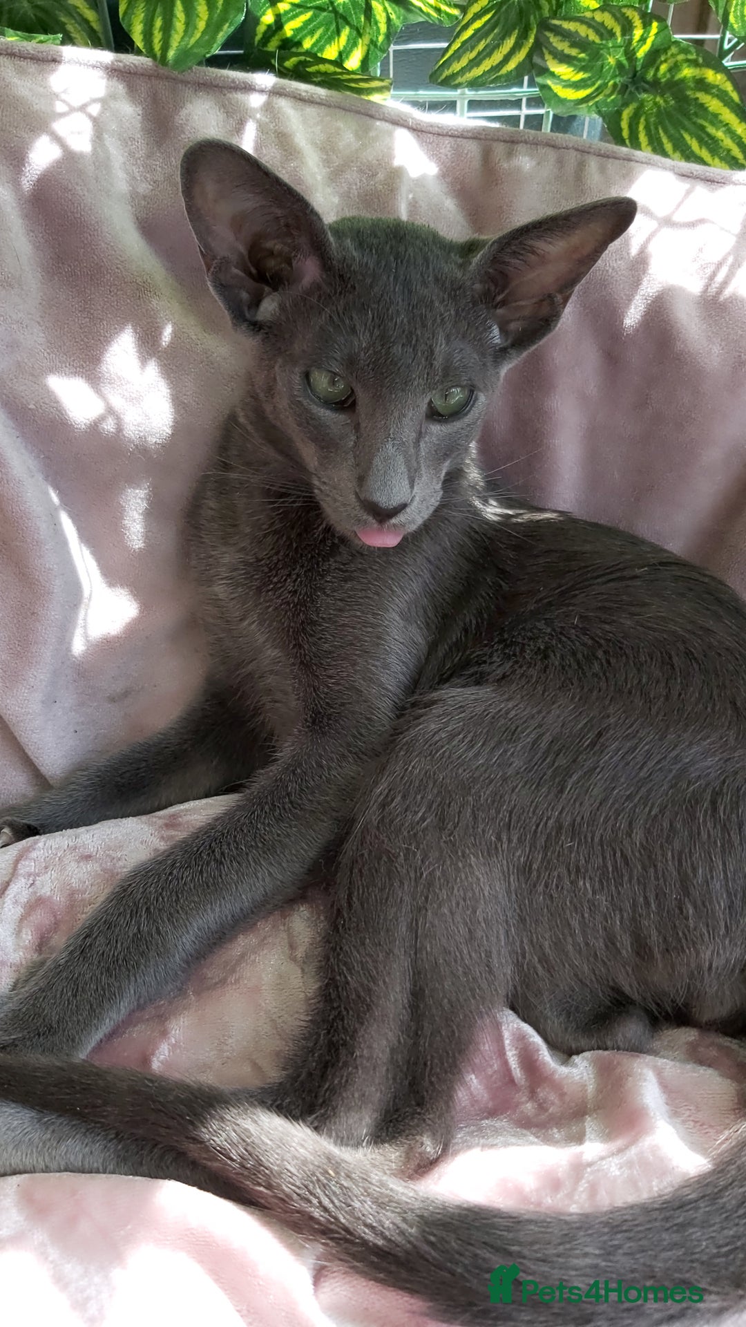 Oriental cats for sale: Full Pedigree Oriental 1 Kitten XL size ears GCCF in Biggleswade - Image 1