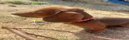 Dachshund dogs for sale: Unusual Red Fade & Red Brindle Standard dachshunds - Advert 18