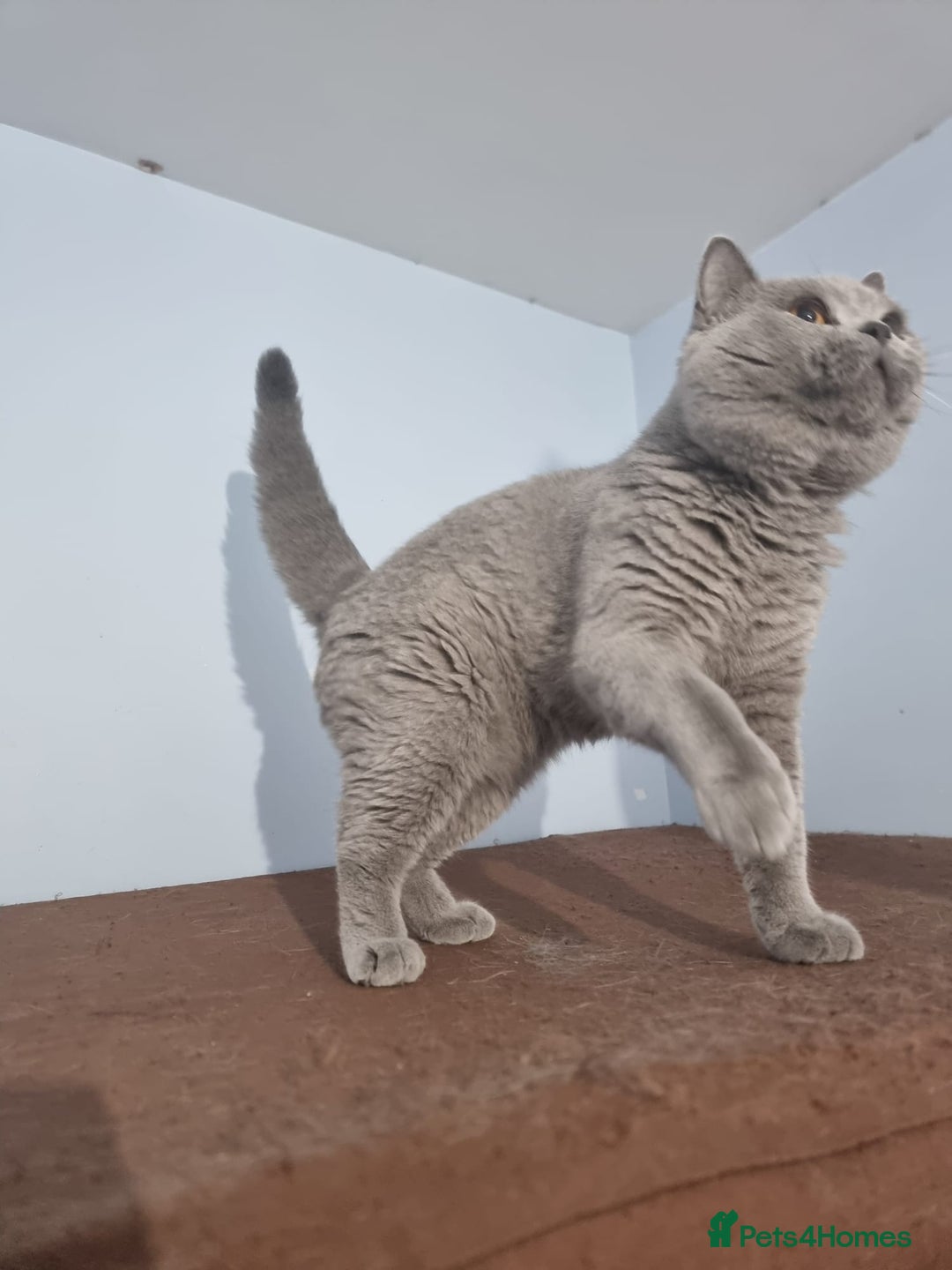 British Shorthair cats for sale: Lilac Blue Female British Shorthair GCCF Pedigree - Advert 14