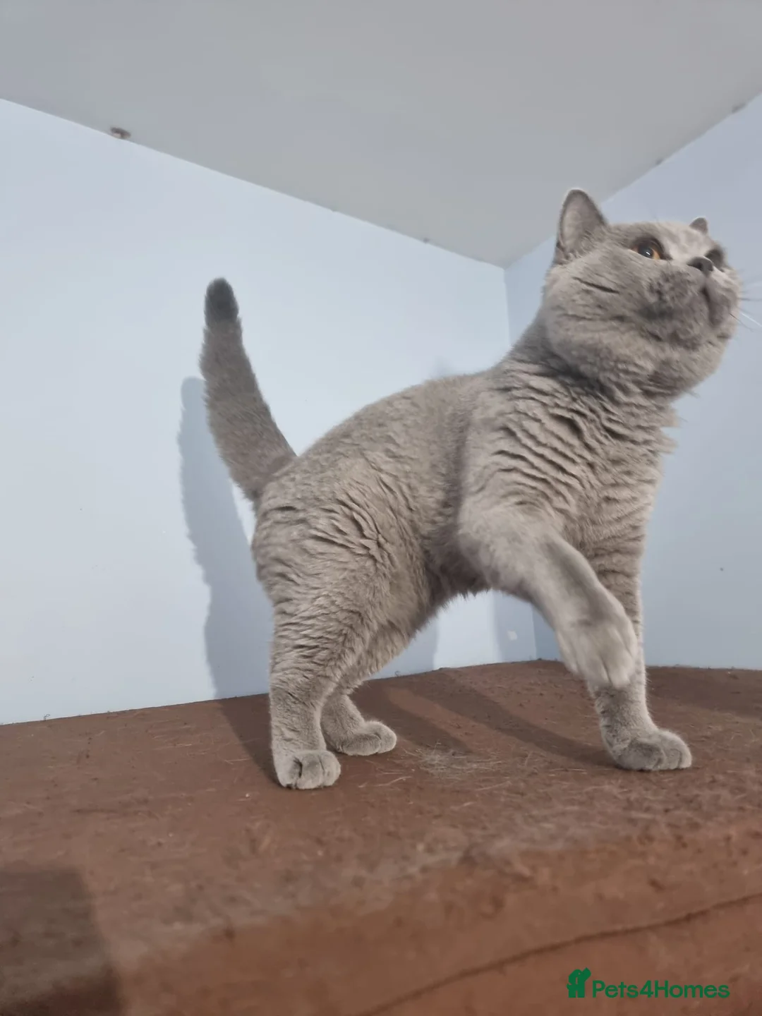 British Shorthair cats for sale: Lilac Blue Female British Shorthair GCCF Pedigree - Advert 14