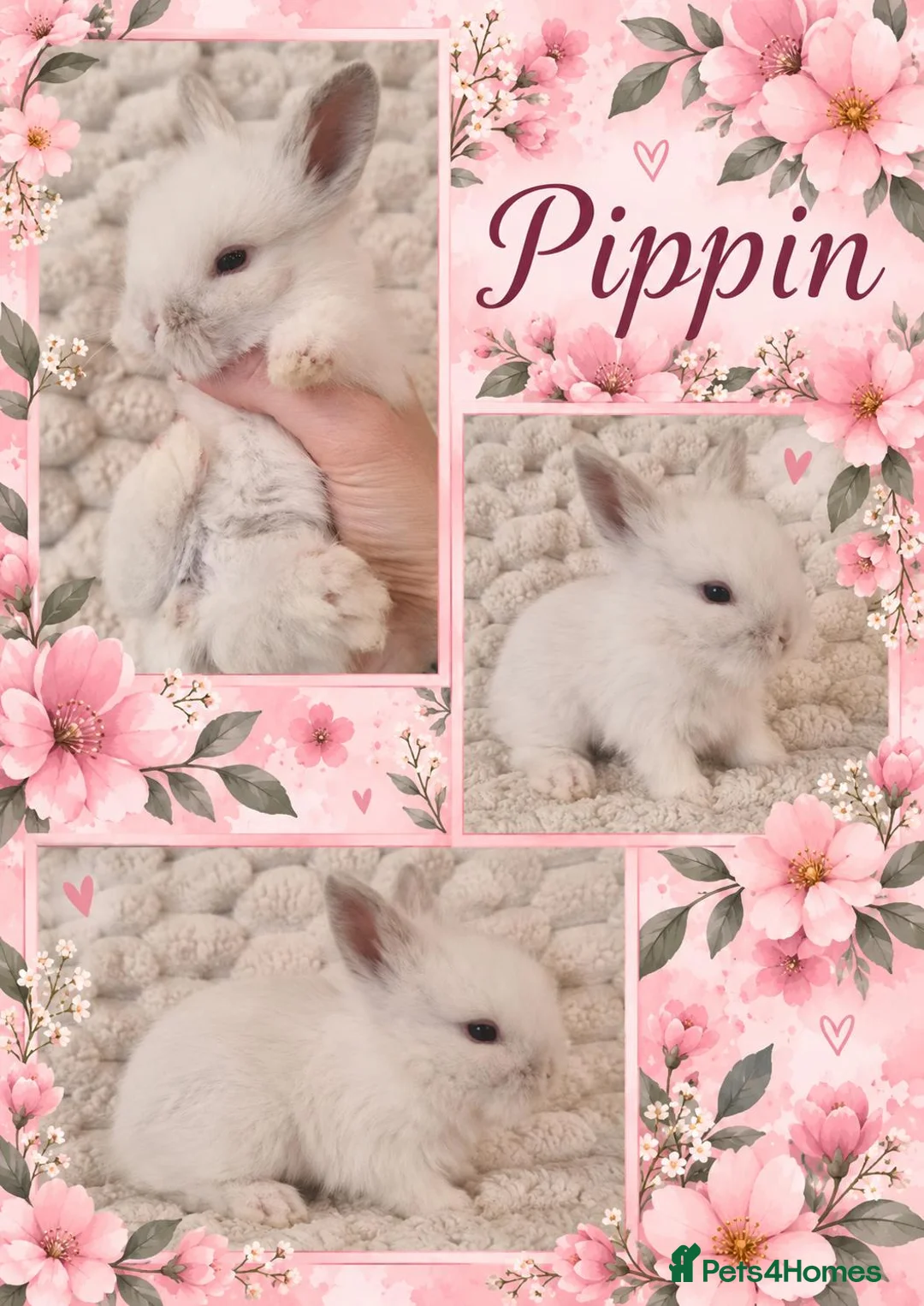 Lionhead rabbits for sale: Double Maned Lionhead Babies - Advert 2