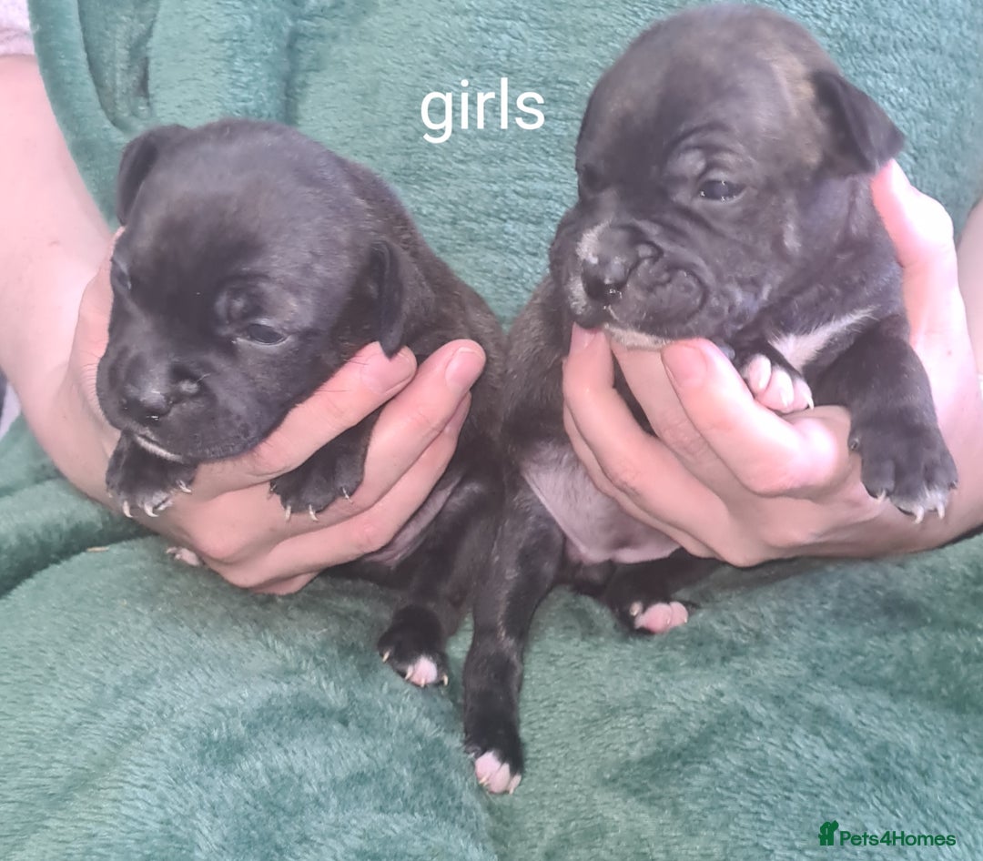 Staffordshire Bull Terrier dogs for sale: Beautiful staffy pups - Image 16