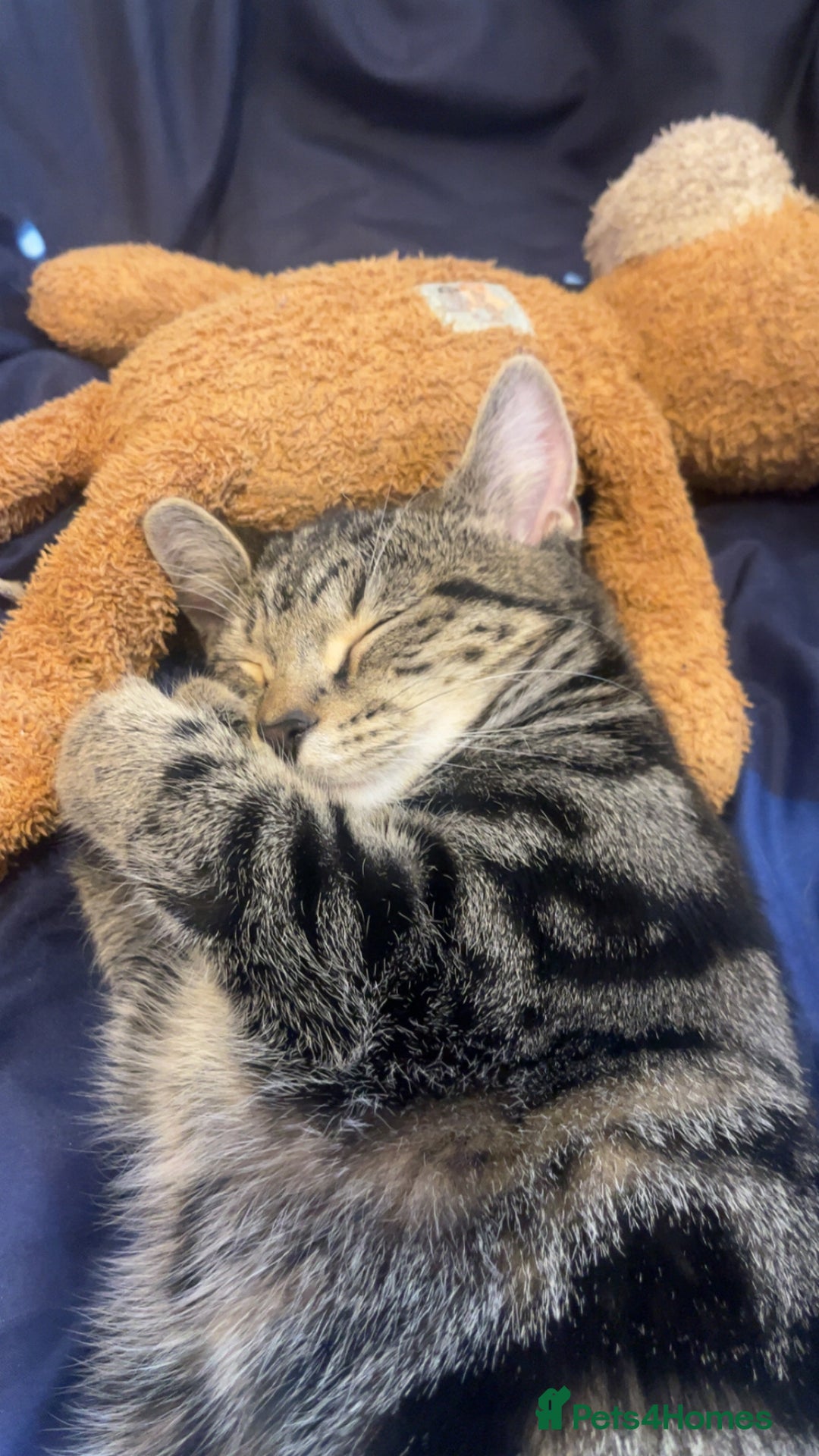 Bengal cats for sale: Kitten - Advert 2