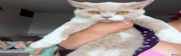 British Shorthair cats for sale: British shorthair fawn bicolour  - Advert 4