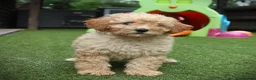 Cockapoo dogs for sale: F1b (Extra Curly) Cockapoos ✨ in Eastleigh - Advert 13