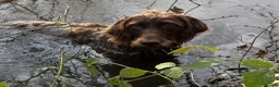 Mixed Breed dogs for sale: German pudlepointer x German wirehair pointer  in Norwich - Advert 1