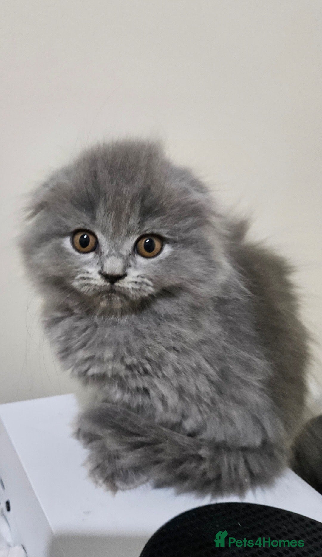 British Shorthair cats LAST LONG HAIR BRITISH SHORTHAIR X SCOTTISH FOLD  - Advert 1