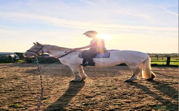 Irish Cob horses for sale: 16hh ex trekking cob mare  - Image 7