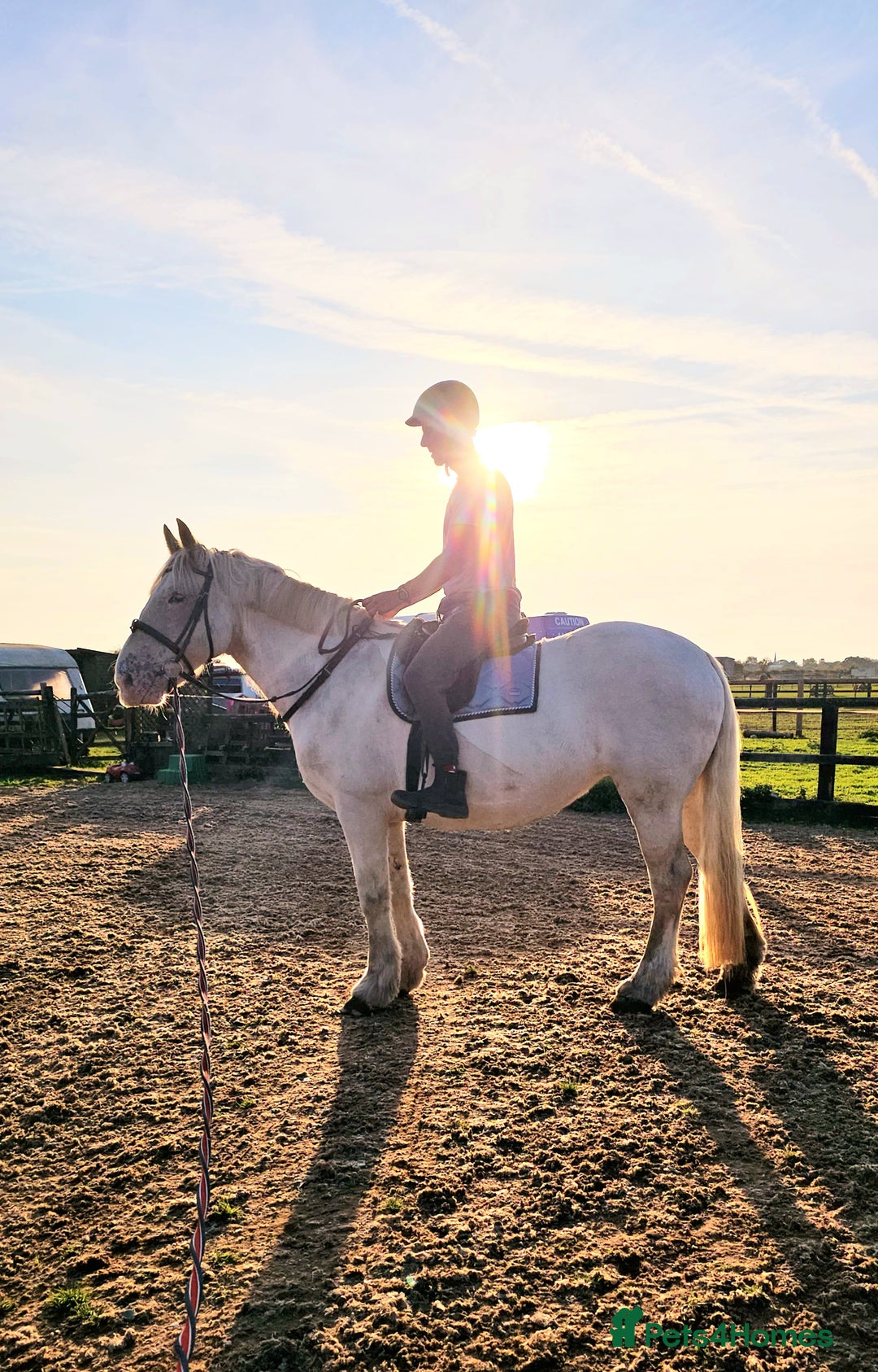 Irish Cob horses for sale: 16hh ex trekking cob mare  - Image 7