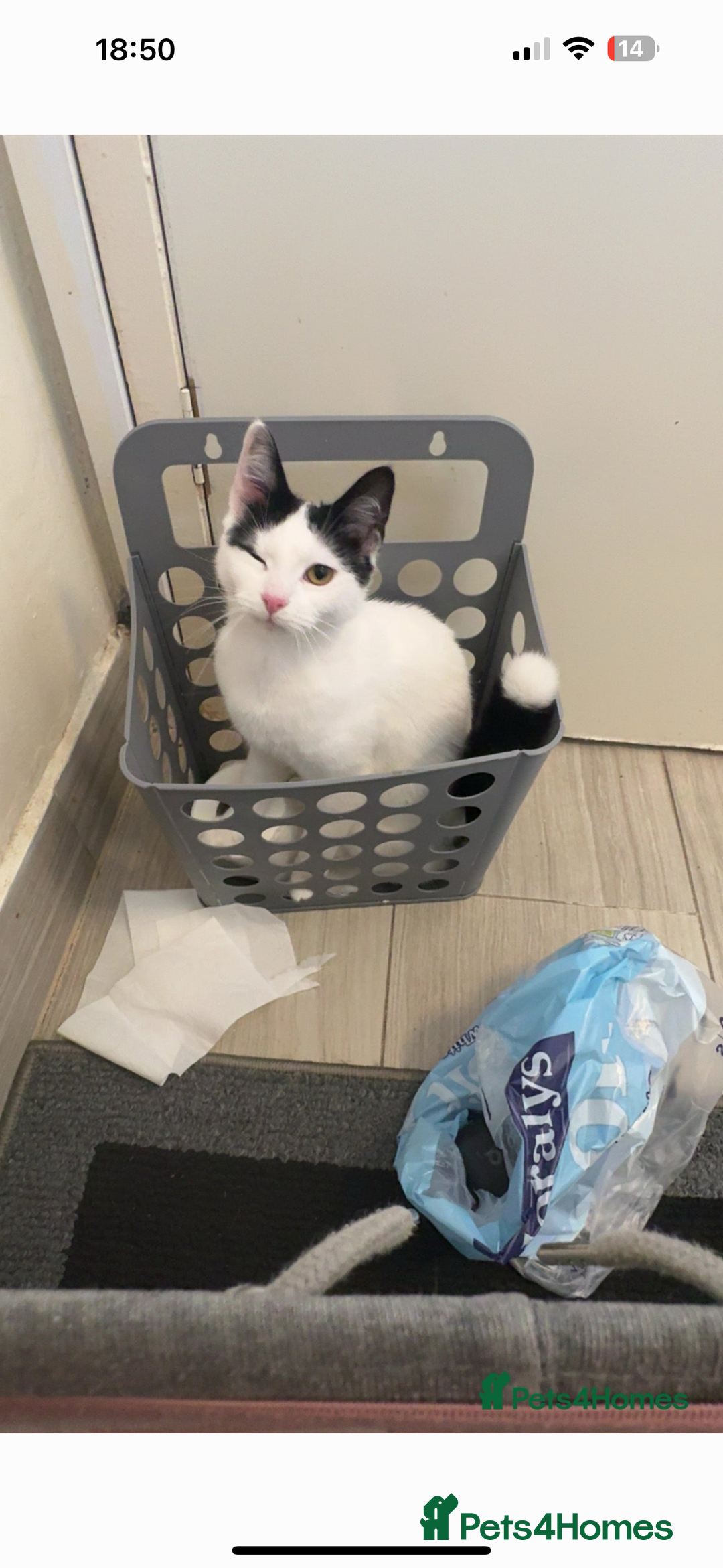 Mixed Breed cats for sale: My baby Luna - Advert 2