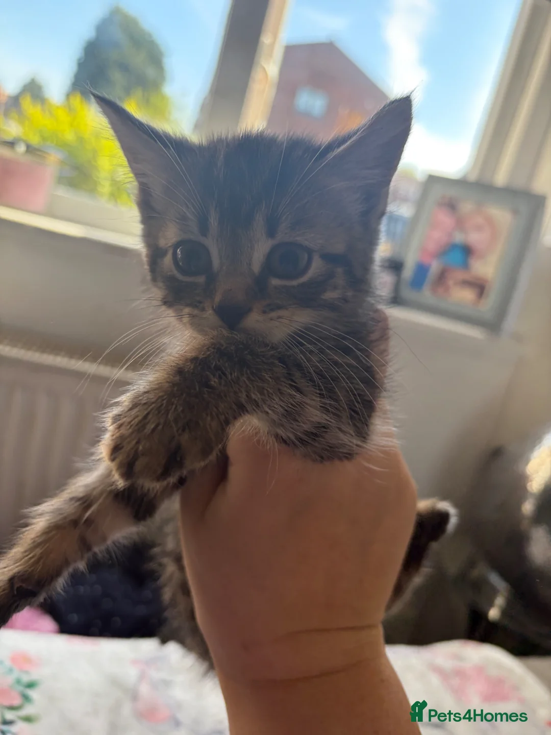 Mixed Breed cats for sale: Kittens  in Glasgow - Advert 2