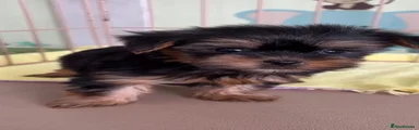 Yorkshire Terrier 3