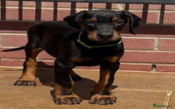 Dobermann dogs for sale: Top Quality Dobermann Puppies Available - Image 11