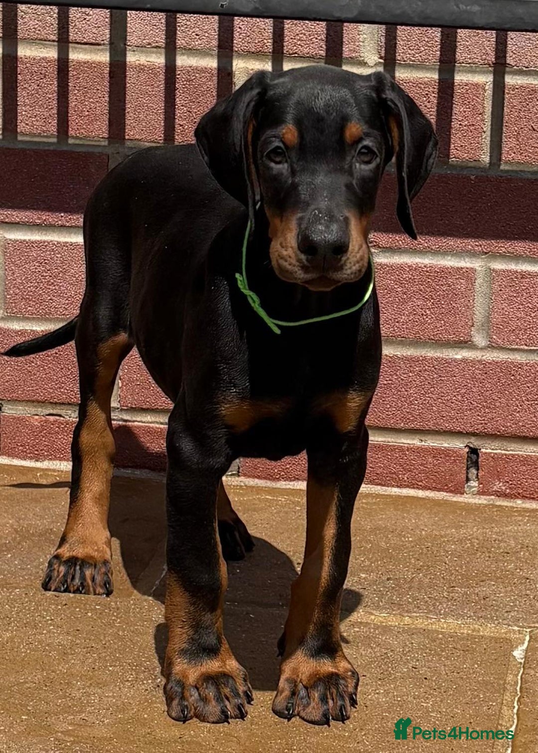 Dobermann dogs for sale: Top Quality Dobermann Puppies Available - Image 11