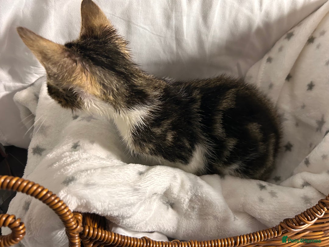 Bengal cats for sale: Bengal kittens ready now - Image 31