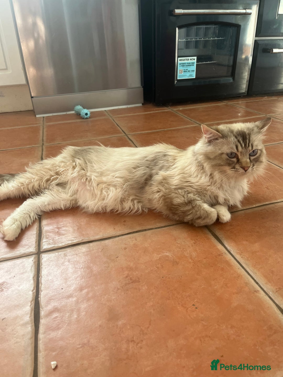 Ragdoll cats for sale: GCCF Male for Sale - Image 3