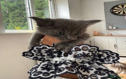 Maine Coon cats for sale: Maine Coon X Ragdoll Kittens 🐱 - Image 3