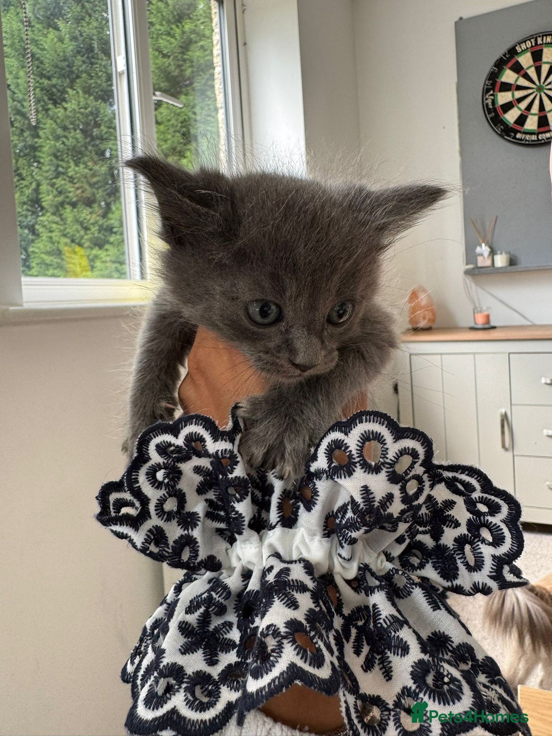Maine Coon cats for sale: Maine Coon X Ragdoll Kittens 🐱 - Image 3