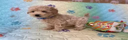 Maltipoo dogs for sale: Beautiful Maltipoo little boy - Advert 5