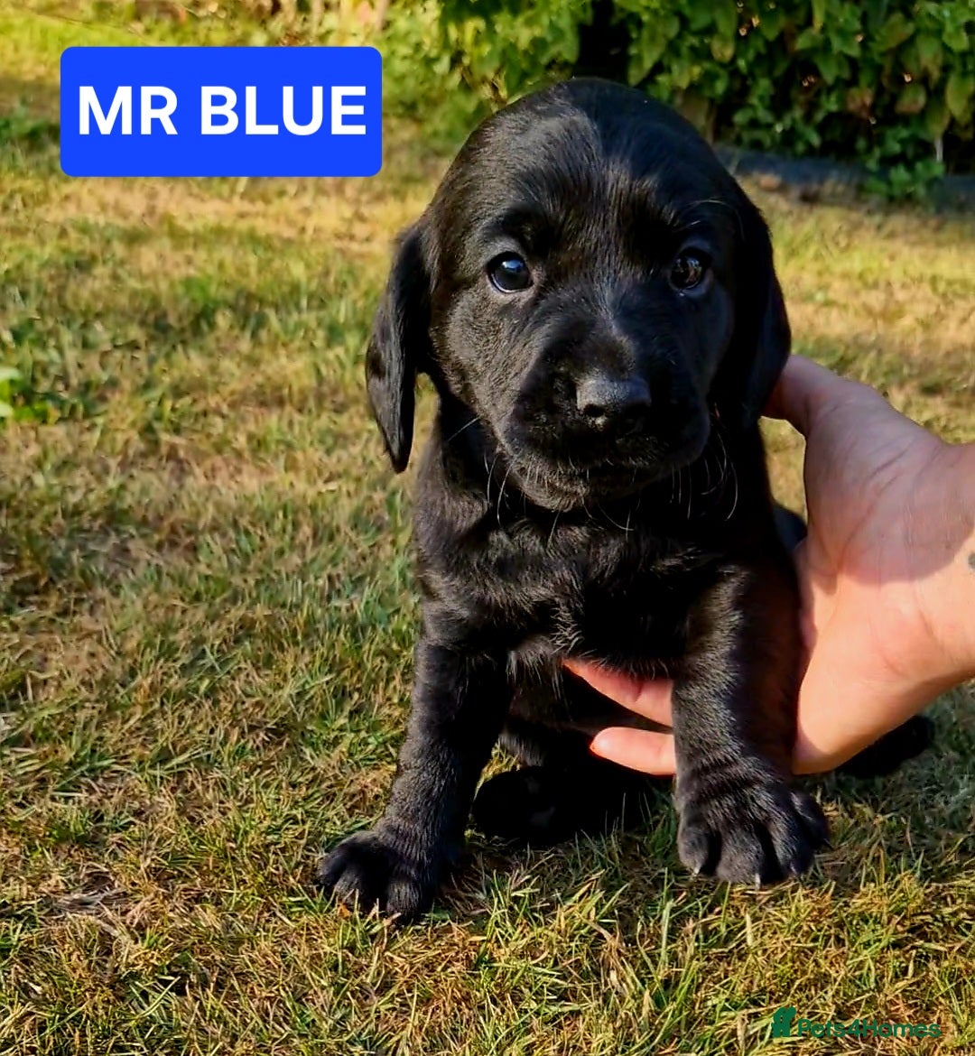 Cockerdor dogs for sale: 🐾FULL HEALTH TESTED BLACK COCKERDORS FOR SALE🐾 in Market Drayton - Image 1