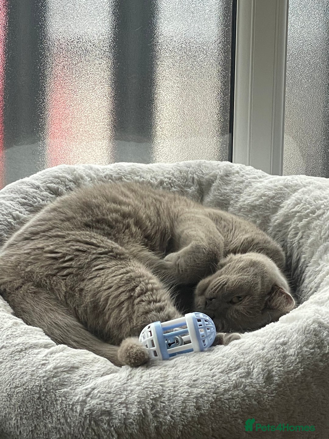 British Shorthair cats for sale: April- British Shorthair Girl  - Advert 2