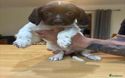 English Springer Spaniel dogs for sale: 🐾 Pedigree English Springer Spaniel Puppies 🐾 - Image 1