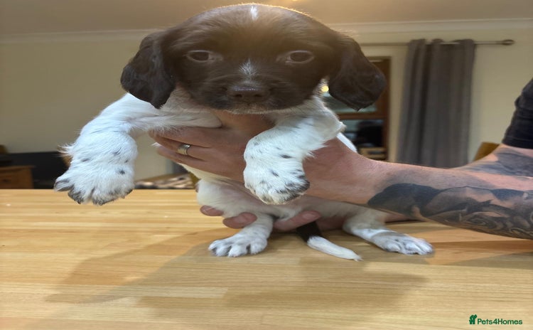 English Springer Spaniel dogs - Advert 6