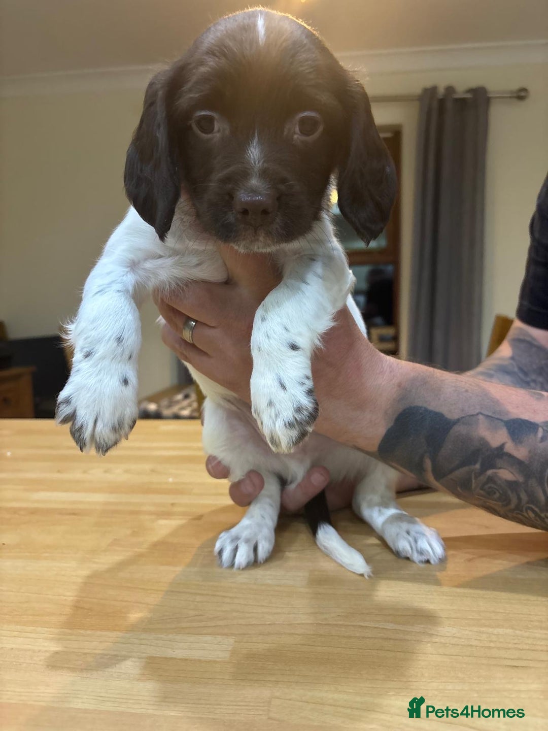 English Springer Spaniel dogs for sale: 🐾 Pedigree English Springer Spaniel Puppies 🐾 - Image 1