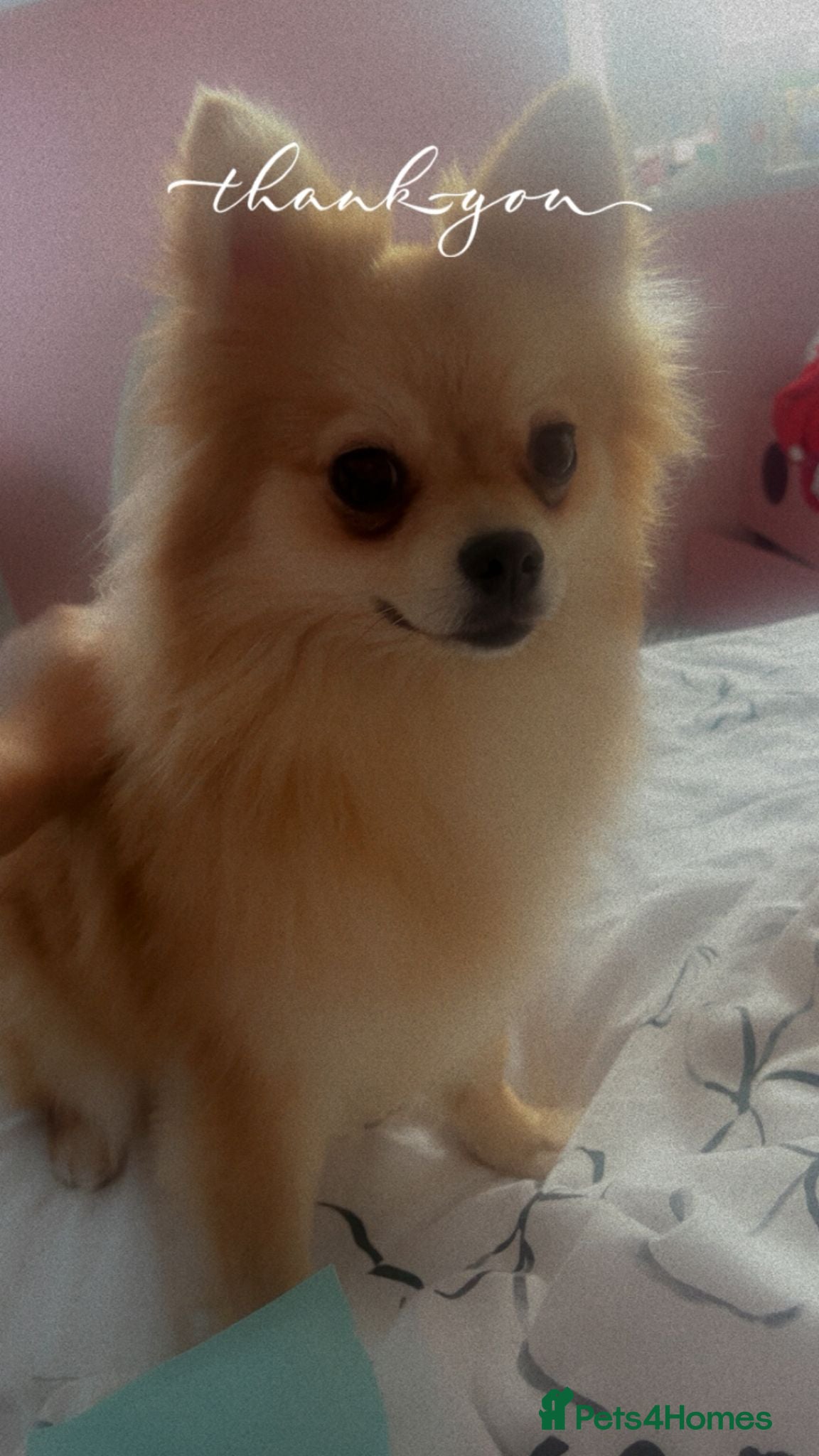 Pomeranian dogs Baby Poms  - Advert 1