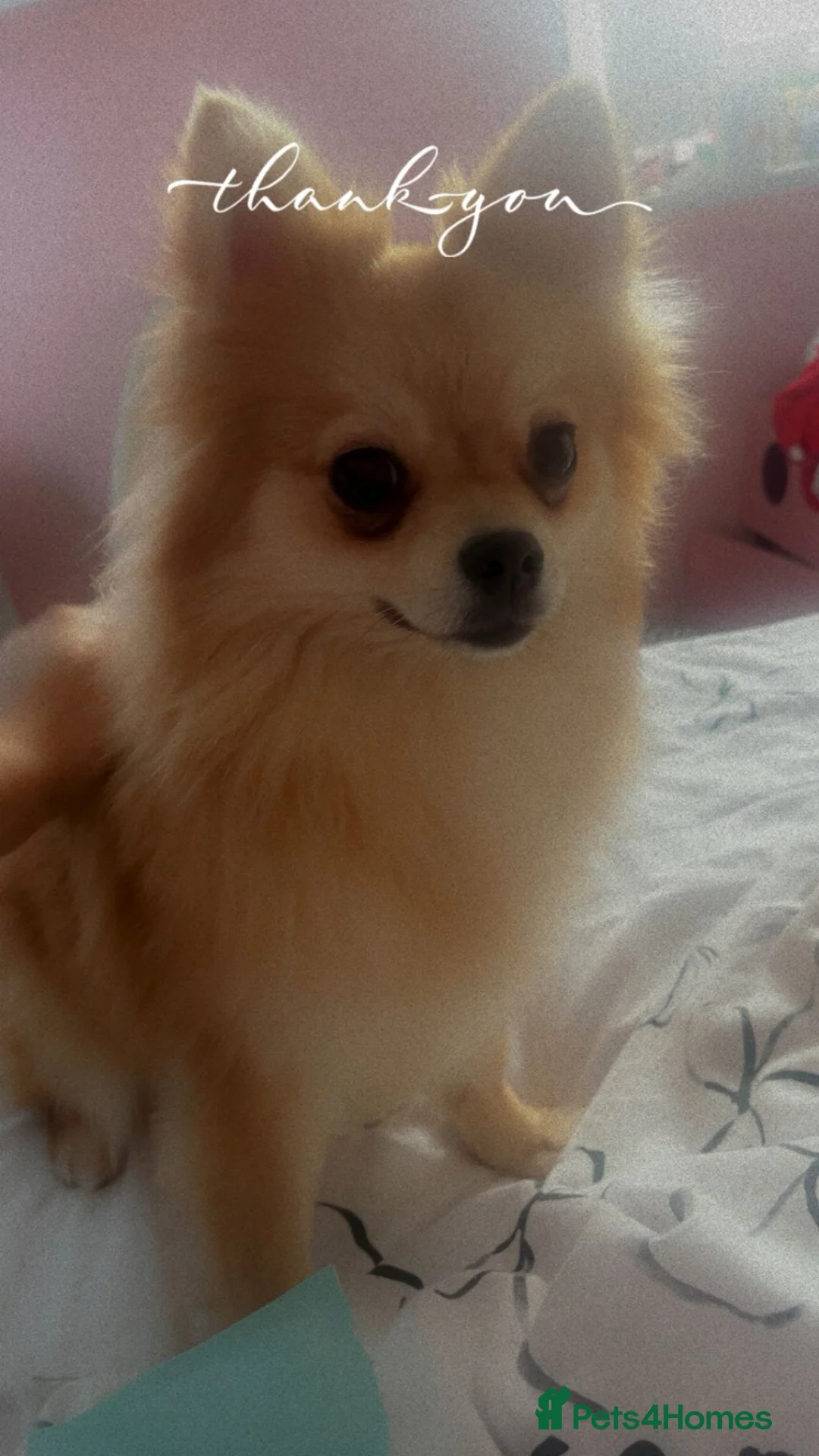 Pomeranian dogs for sale: Baby Poms  - Advert 1