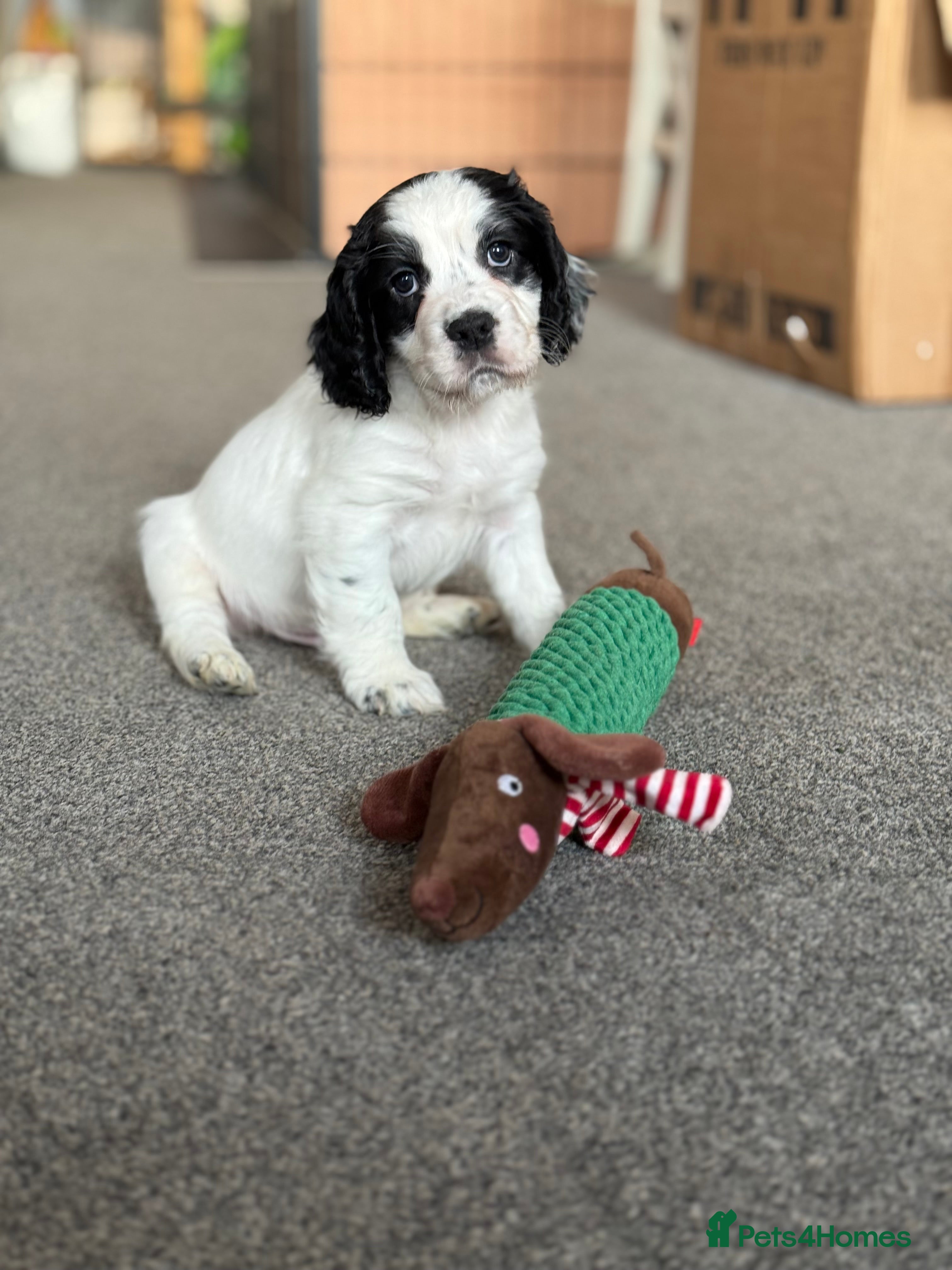 Cocker Spaniel dogs White and Black Cocker Spaniel dog Pup - Advert 5