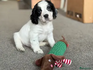 Cocker Spaniel dogs White and Black Cocker Spaniel dog Pup - Advert 1